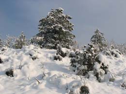 foto neve del 7 marzo 2004 alberi 4